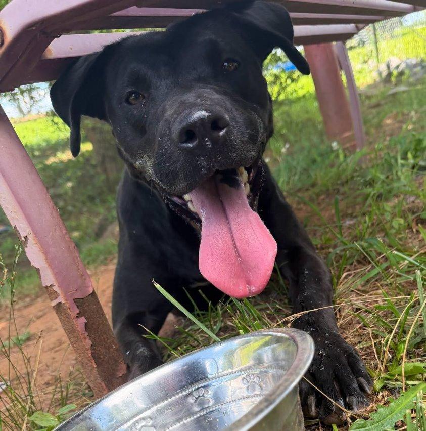 Millie, a Adoptable Labrador Retriever in Carrollton, GA image 3/3