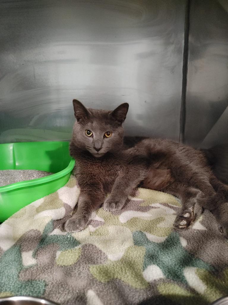 Coal, Adopted, Adult Male Russian Blue.