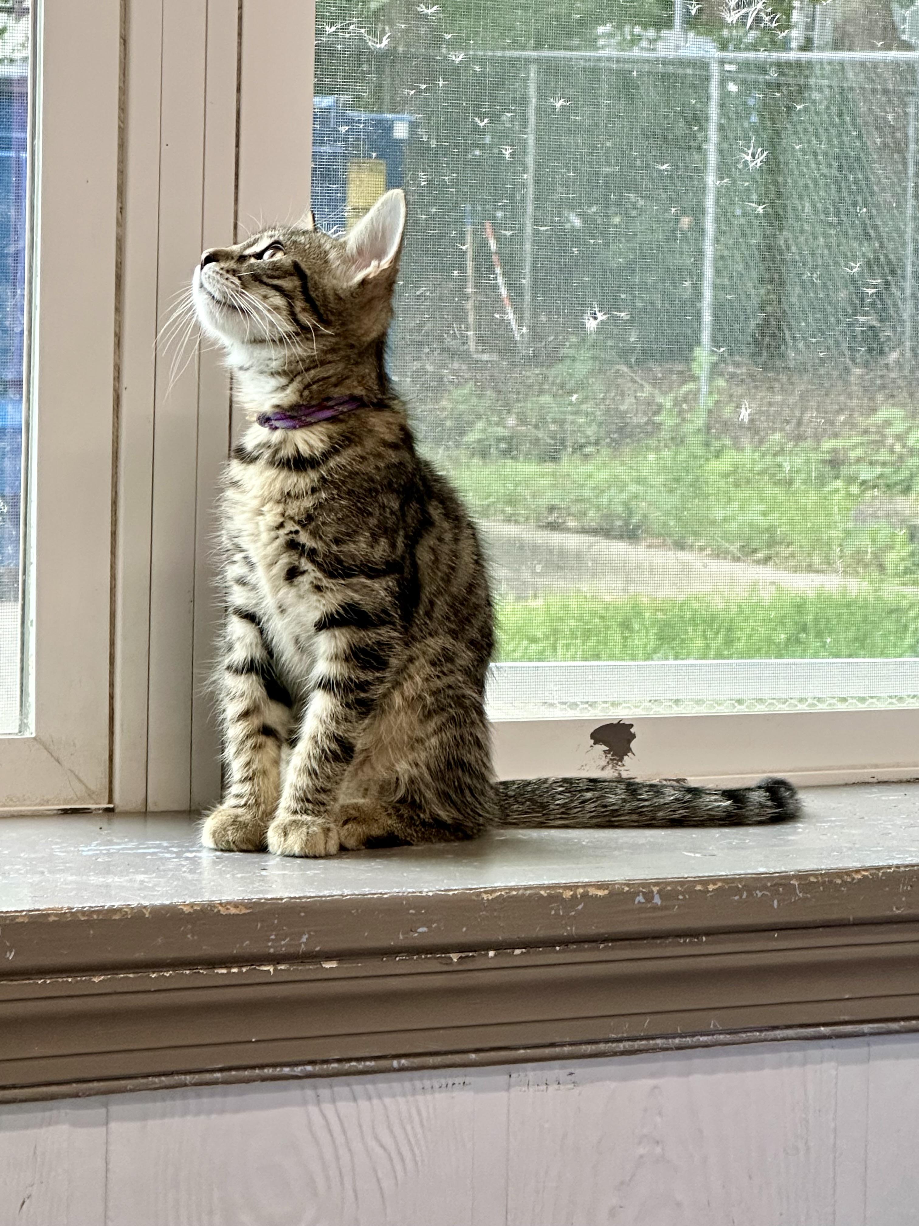 Enlarge Erie, a Adoptable Domestic Short Hair in Prince Frederick, MD image 3/3