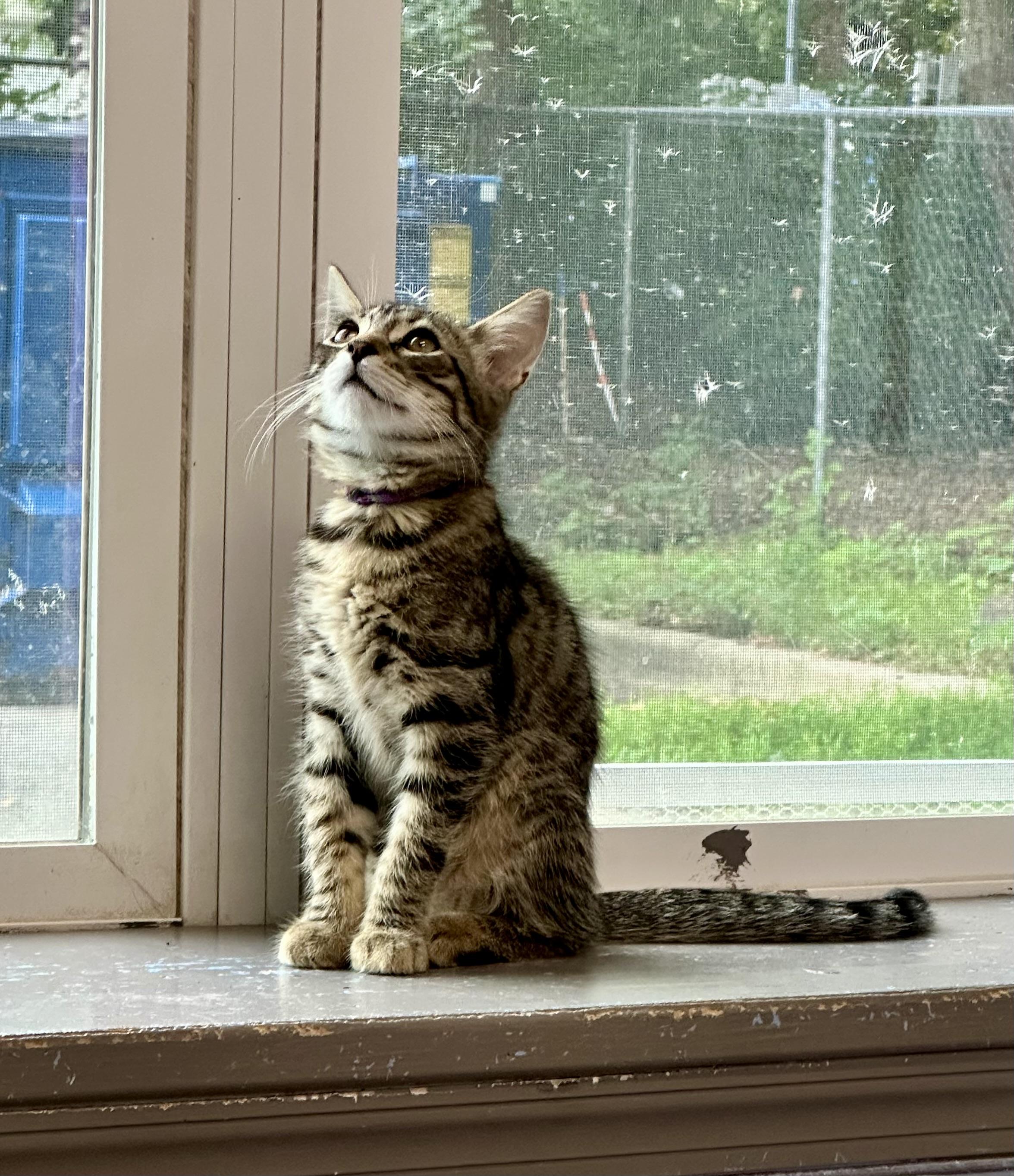 Enlarge Erie, a Adoptable Domestic Short Hair in Prince Frederick, MD image 2/3