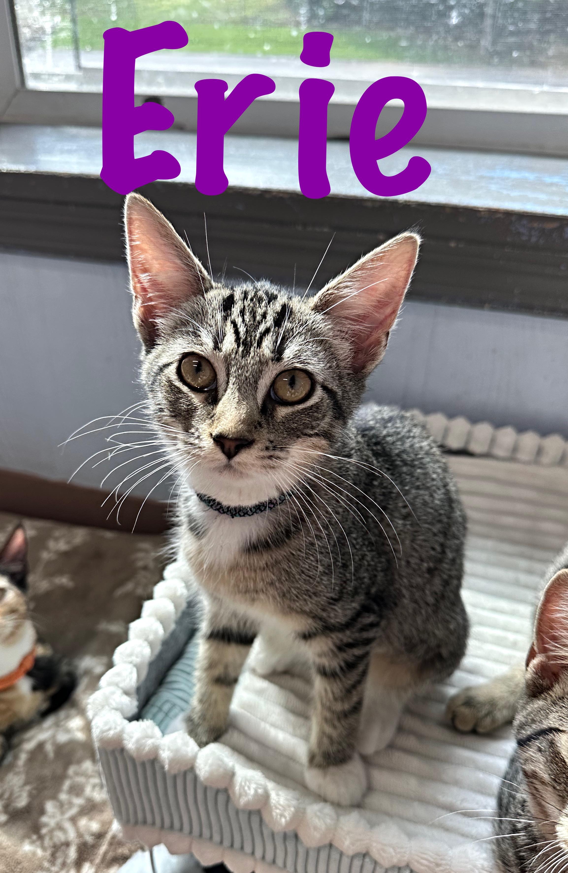 Enlarge Erie, a Adoptable Domestic Short Hair in Prince Frederick, MD image 1/3