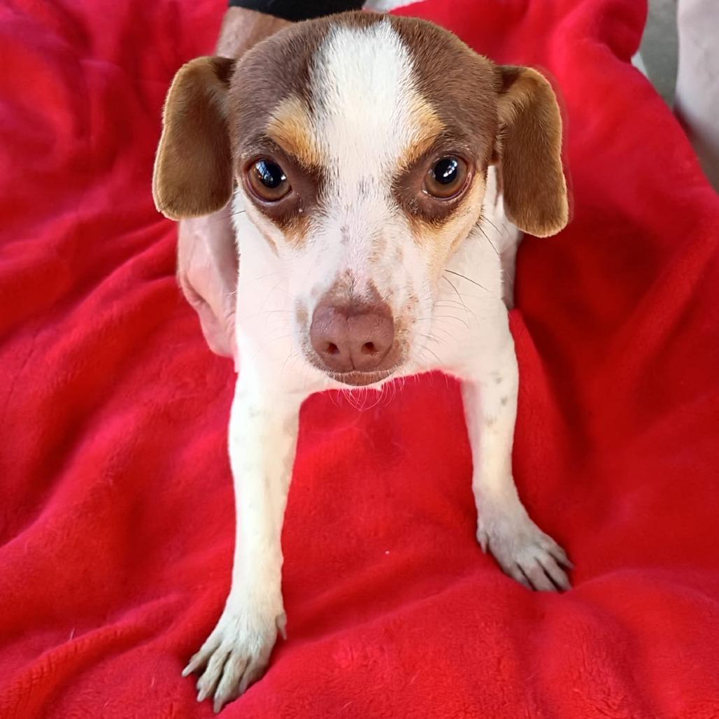 Enlarge Gemma, a Adoptable mixed breed in West Islip, NY image 1/2