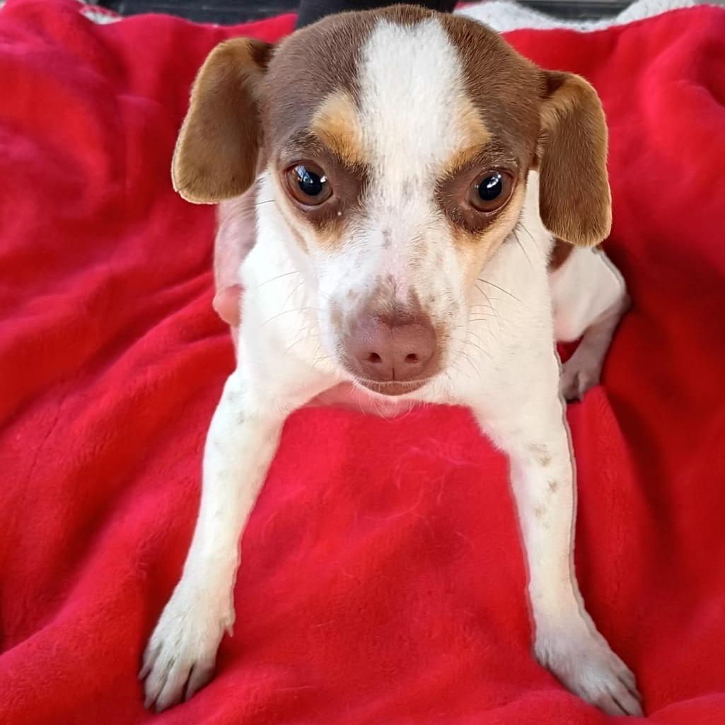 Enlarge Gemma, a Adoptable mixed breed in West Islip, NY image 2/2