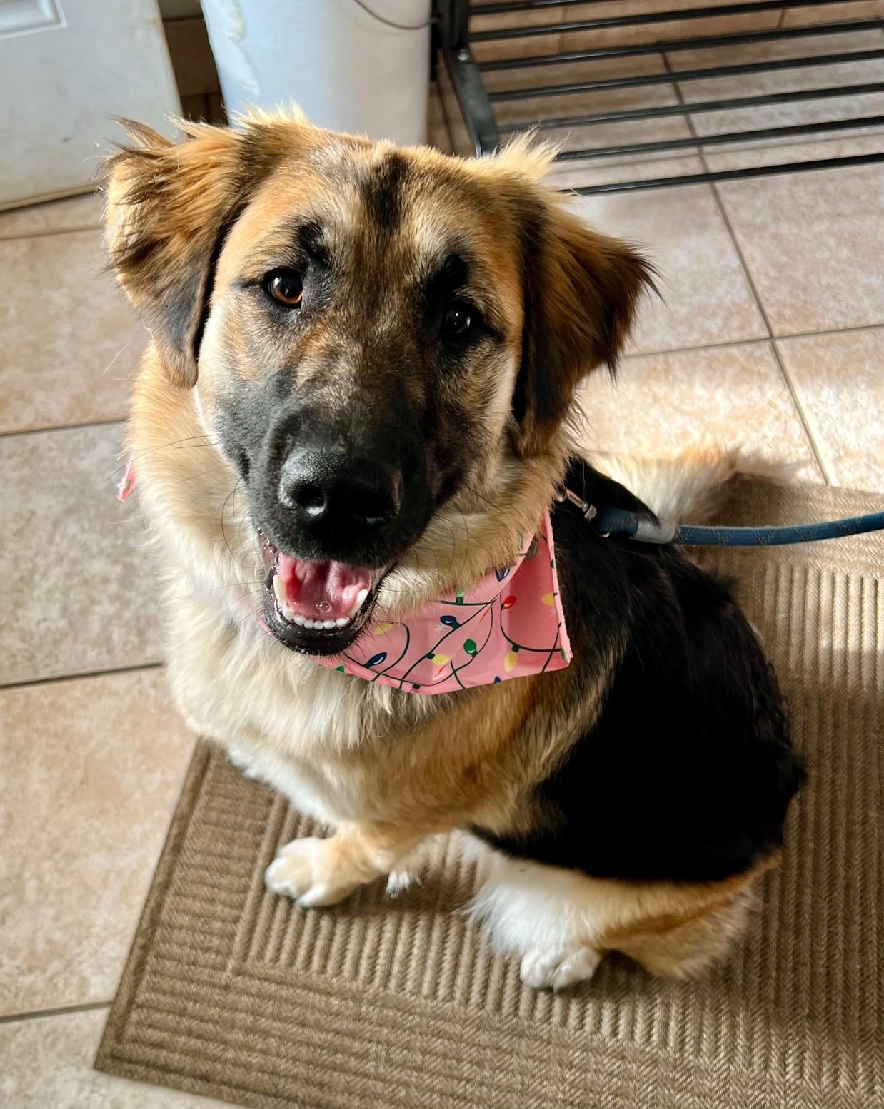 Nala, a ADOPTABLE mixed breed in Yakima, WA image 3/5