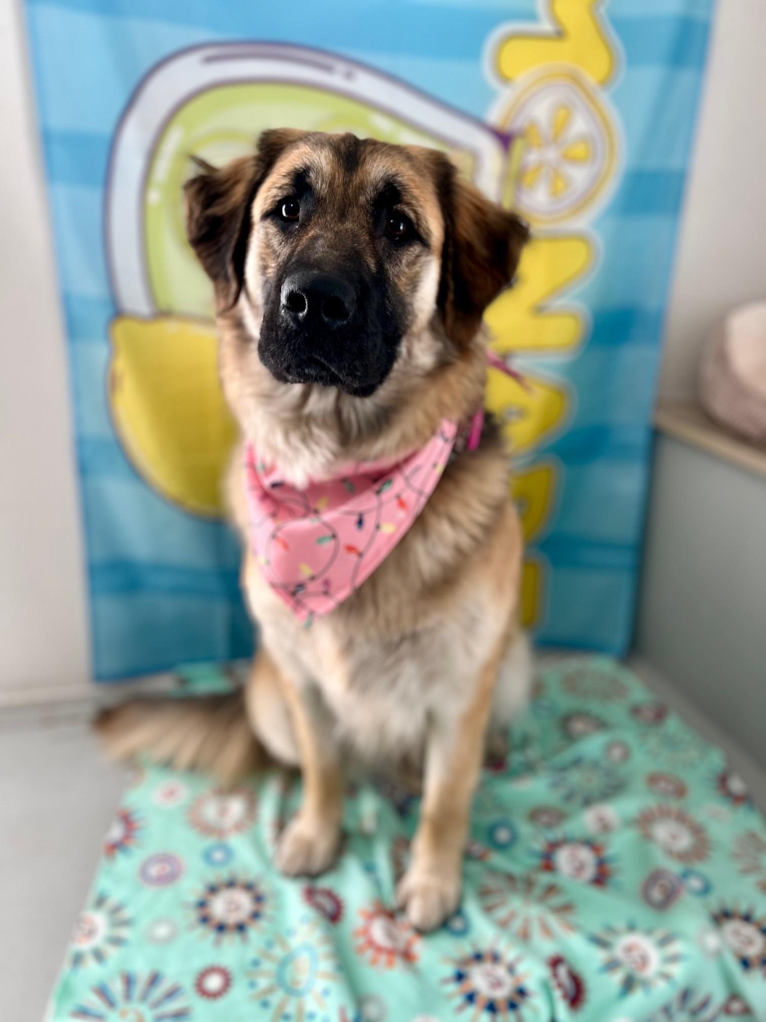 Nala, a ADOPTABLE mixed breed in Yakima, WA image 4/5