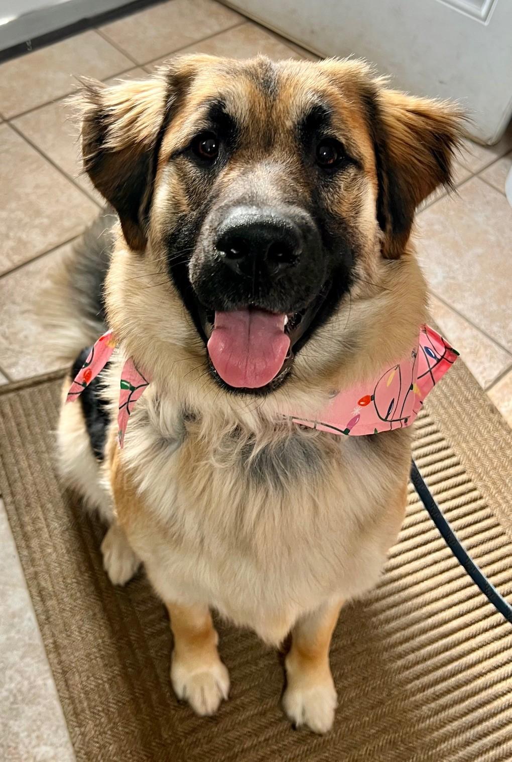 Nala, a ADOPTABLE mixed breed in Yakima, WA image 1/5