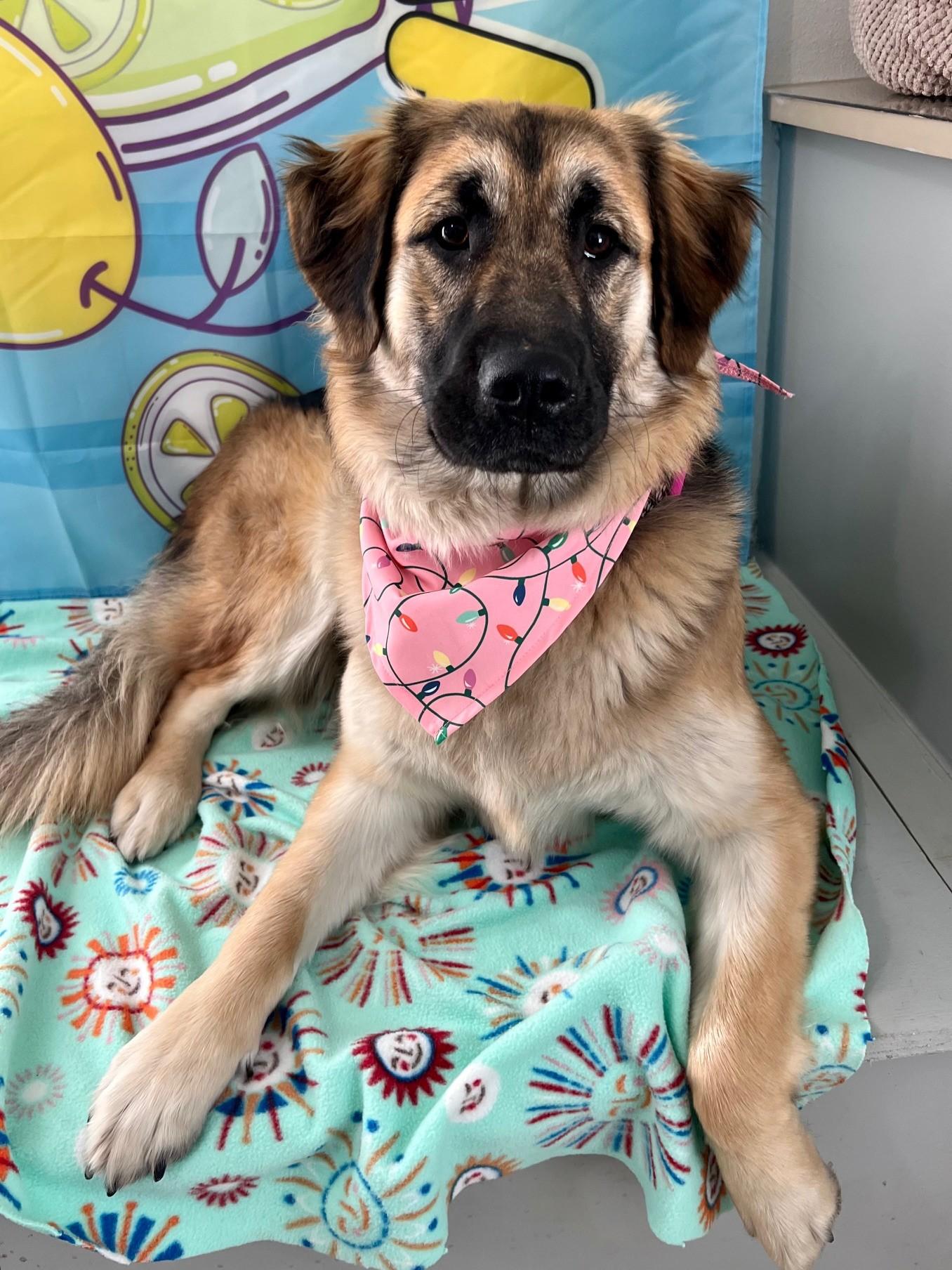 Nala, a ADOPTABLE mixed breed in Yakima, WA image 2/5