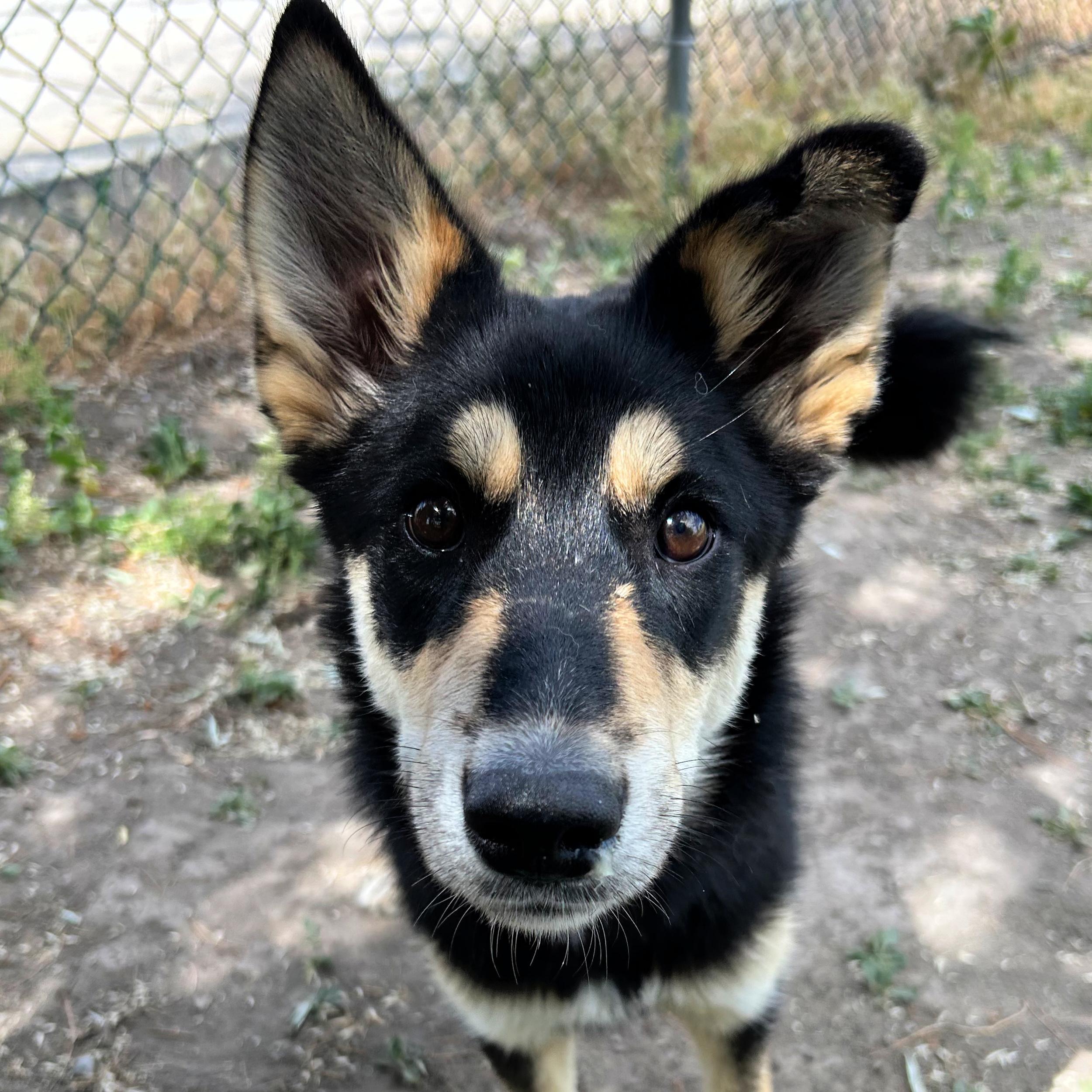 Ruben, a ADOPTABLE mixed breed in Lindon, UT image 3/5