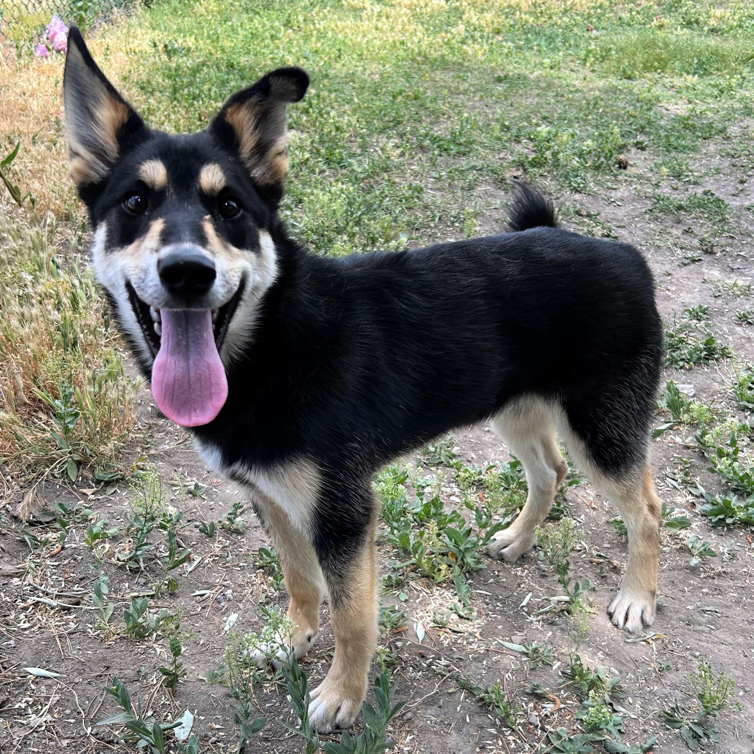 Ruben, ADOPTABLE, Puppy Male Husky.