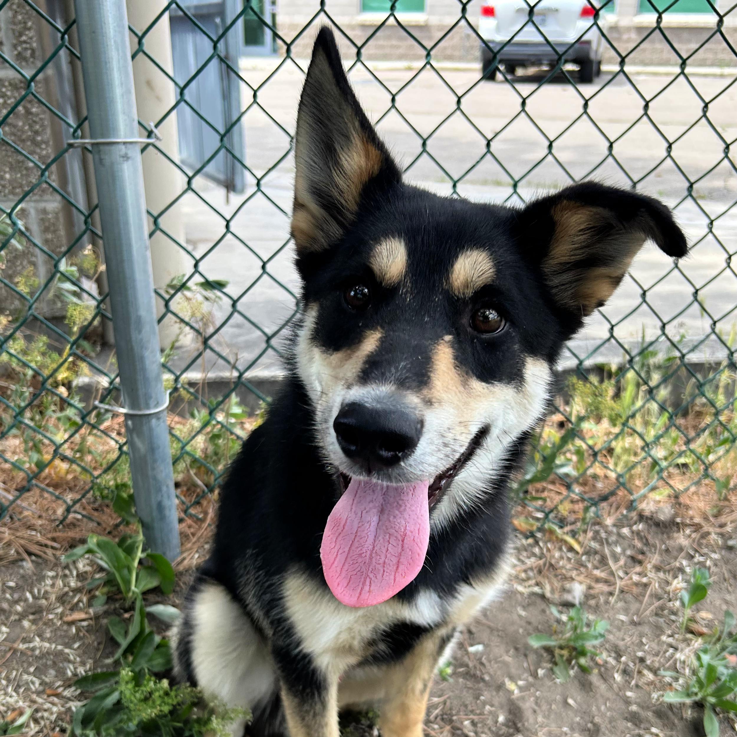 Ruben, a ADOPTABLE mixed breed in Lindon, UT image 2/5