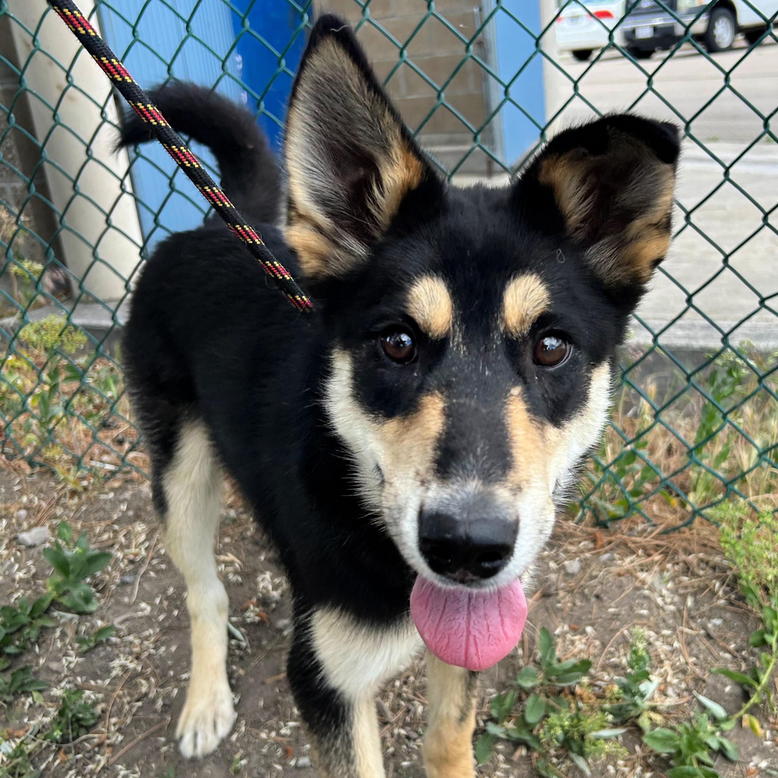 Ruben, a ADOPTABLE mixed breed in Lindon, UT image 4/5