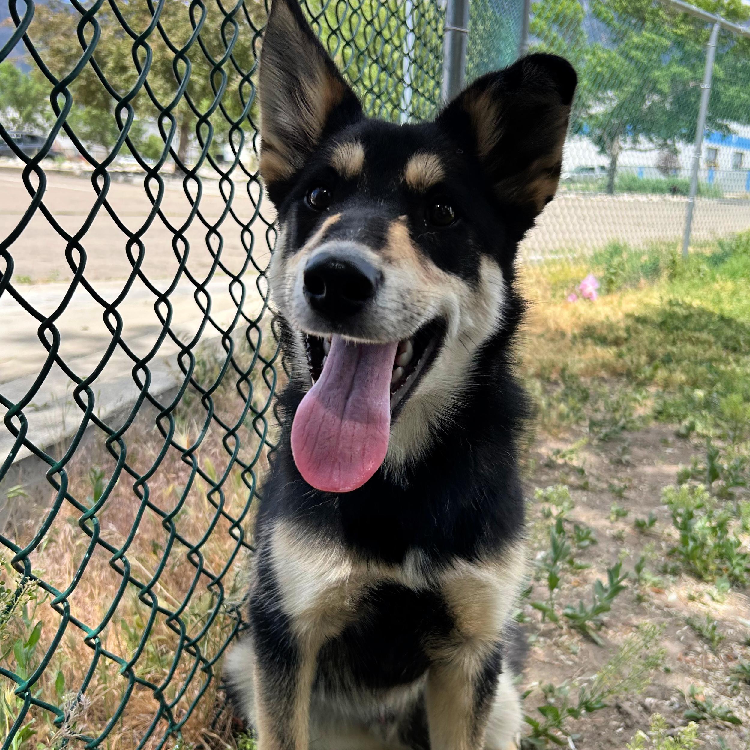Ruben, a ADOPTABLE mixed breed in Lindon, UT image 5/5