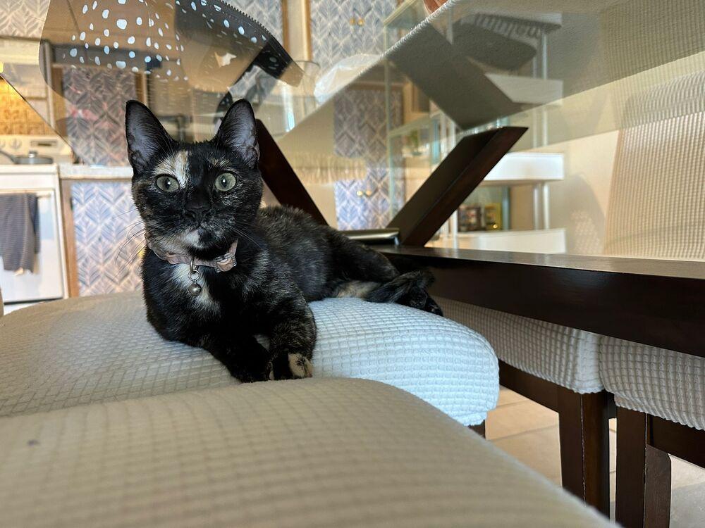 Enlarge Catalina, a Adopted Calico in Fort Lauderdale, FL image 1/1