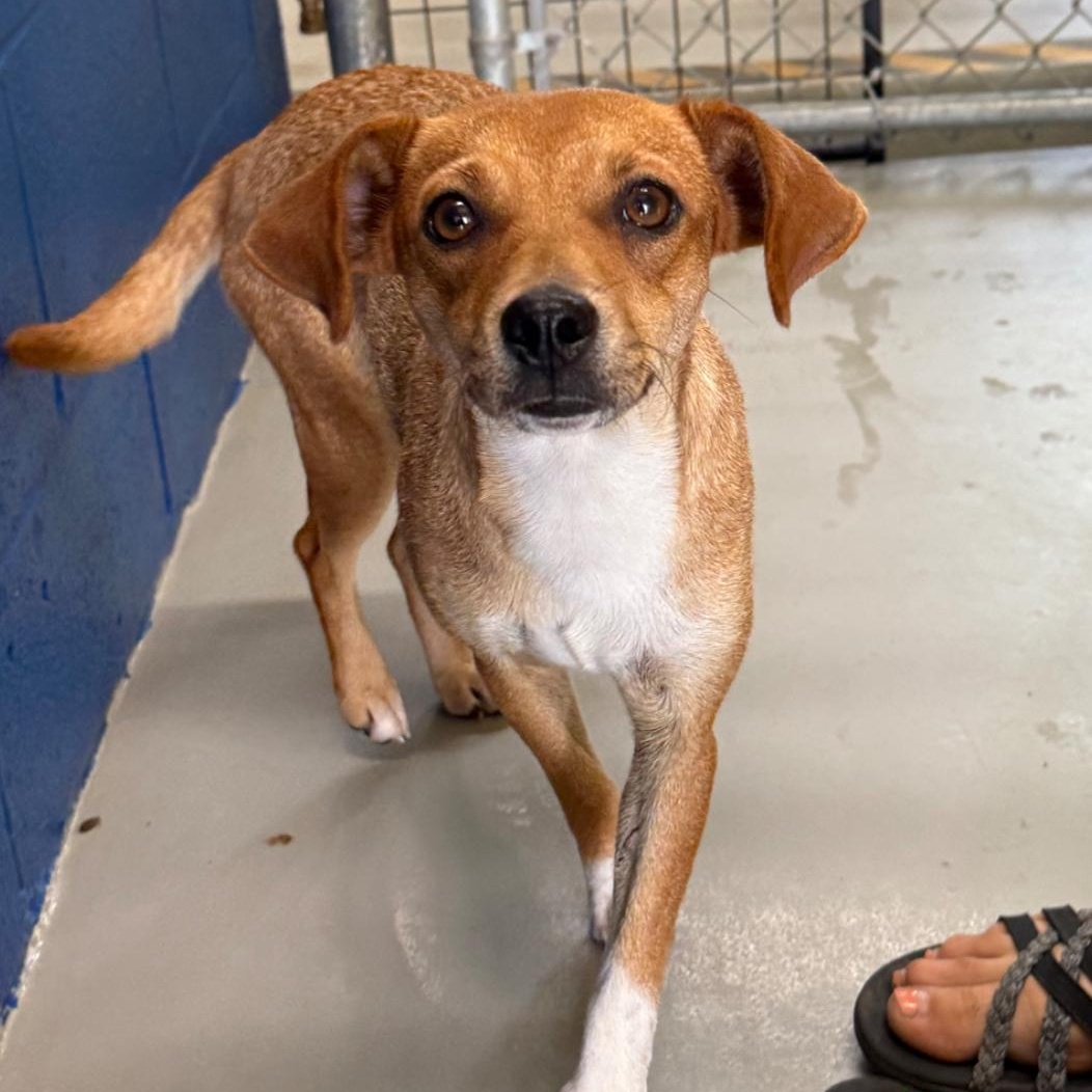 Olive, Adoptable, Adult Female Chihuahua.