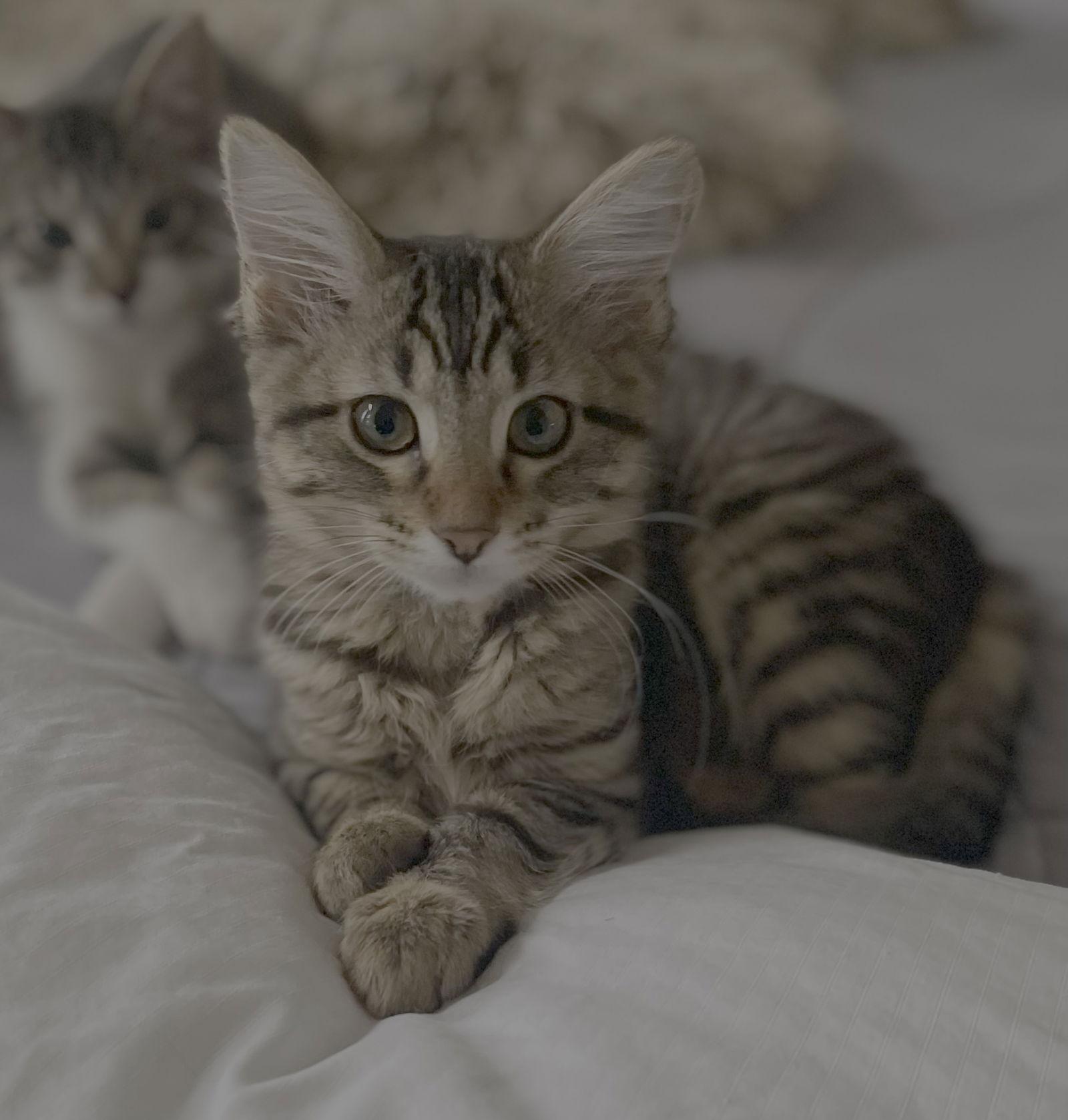 Enlarge Rachel Hall, a Adopted Domestic Medium Hair in Rowlett, TX image 1/3