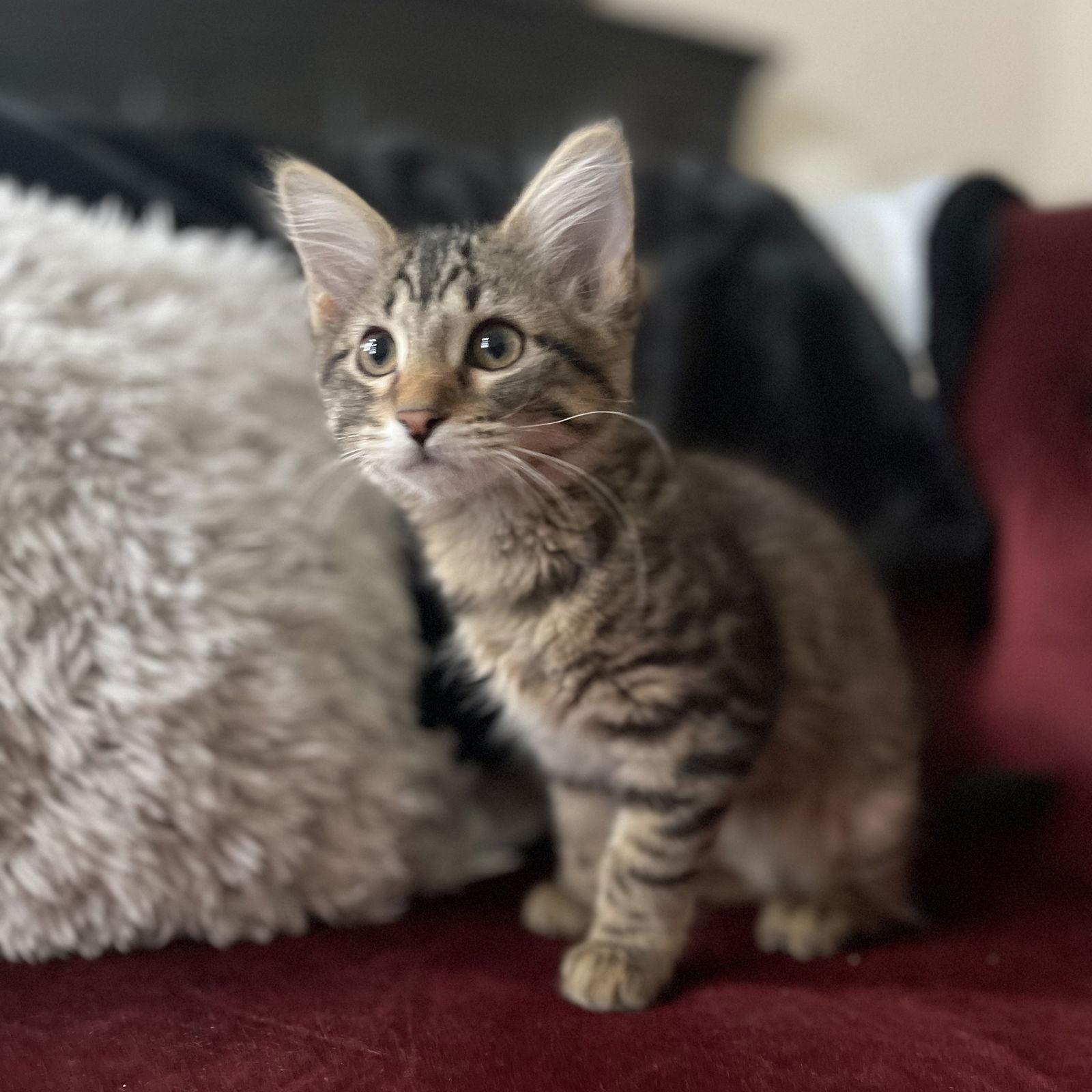 Enlarge Rachel Hall, a Adopted Domestic Medium Hair in Rowlett, TX image 3/3