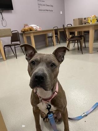 Coco, Adoptable, Adult Female Mixed Breed & Mixed Breed.