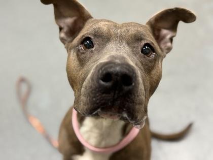 Coco, Adoptable, Adult Female Mixed Breed & Mixed Breed.