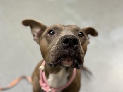 Enlarge Coco, a Adoptable mixed breed in Maumee, OH image 3/3