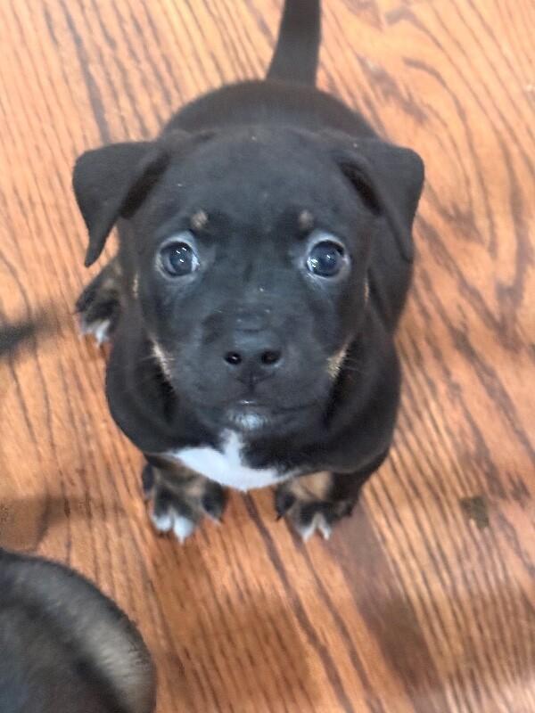 Enlarge Yoda, a Adoptable mixed breed in Van Nuys, CA image 1/6