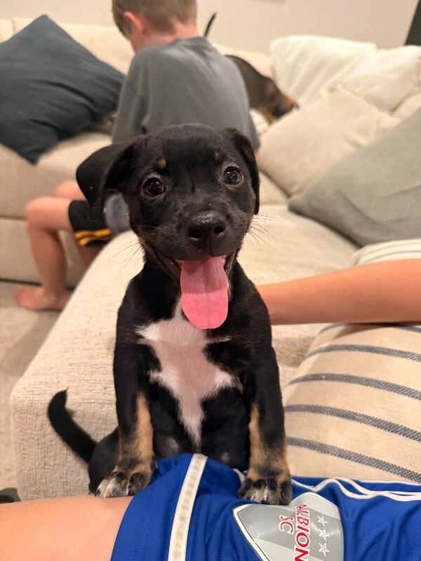 Enlarge Yoda, a Adoptable mixed breed in Van Nuys, CA image 6/6