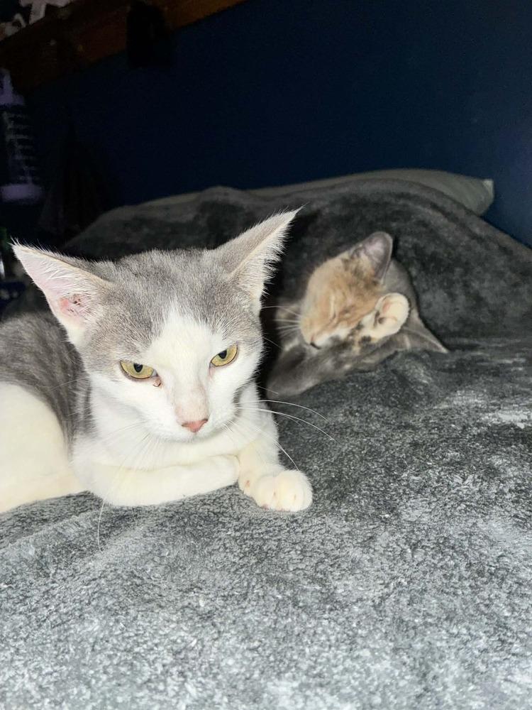 Strawberry, Adoptable, Kitten Female Domestic Short Hair.