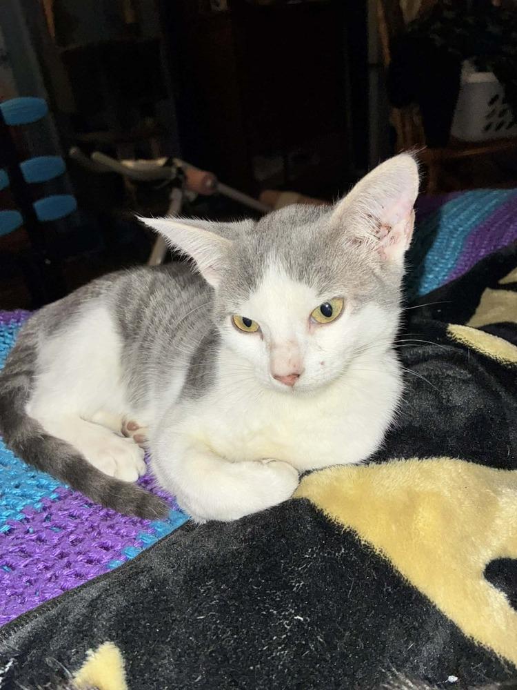 Enlarge Strawberry, a Adoptable mixed breed in Plumerville, AR image 2/3