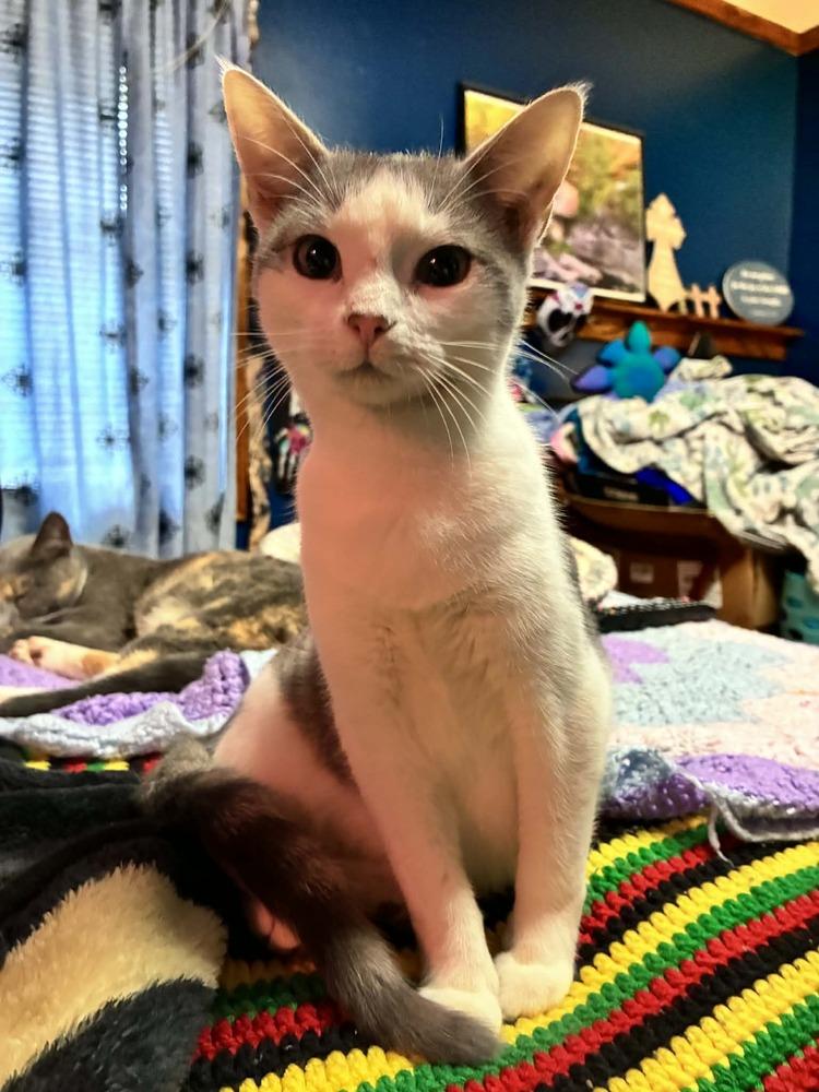 Enlarge Strawberry, a Adoptable mixed breed in Plumerville, AR image 3/3