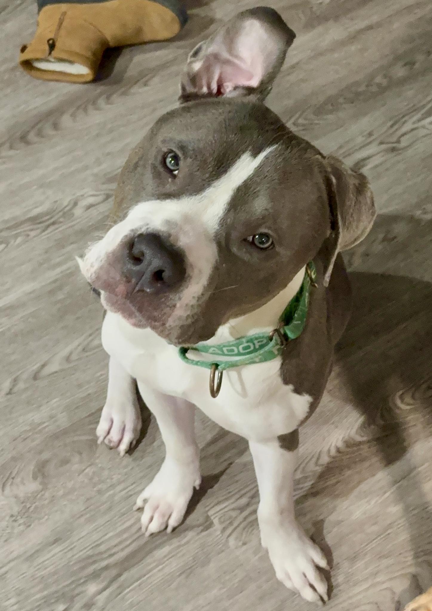 Enlarge PJ, a ADOPTABLE American Bully in Cleveland, OH image 5/6