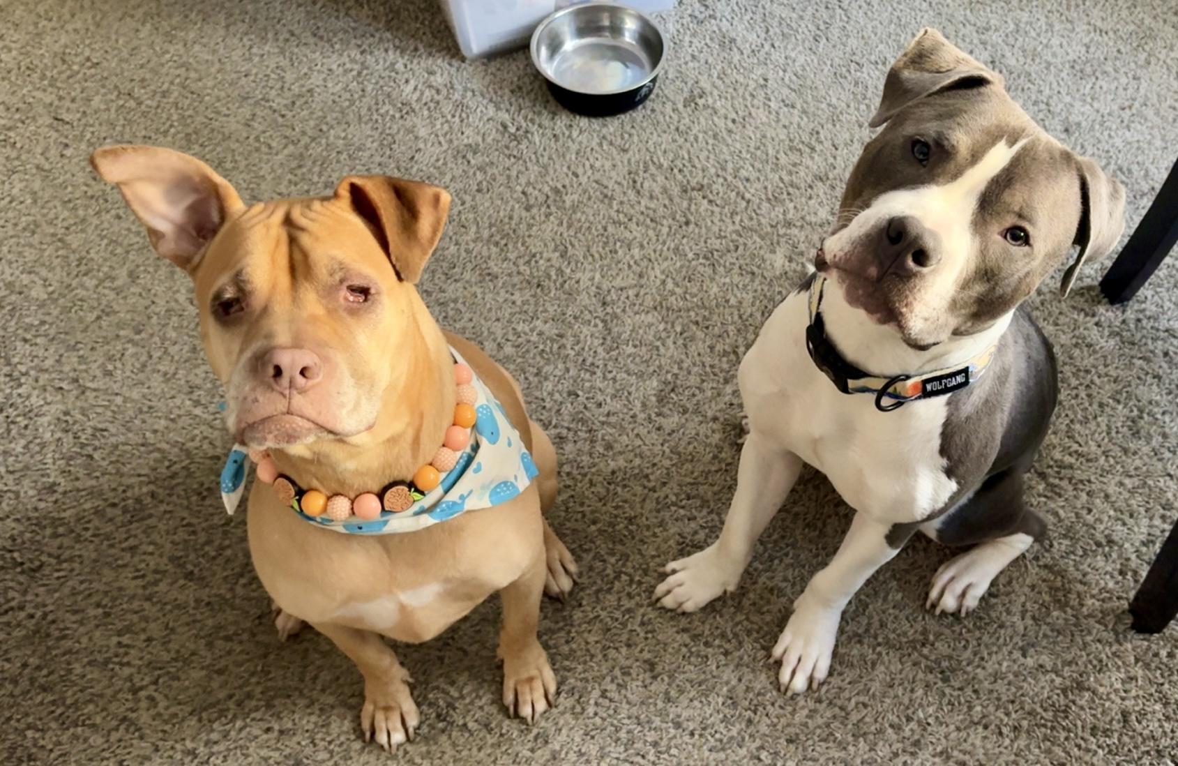 Enlarge PJ, a ADOPTABLE American Bully in Cleveland, OH image 2/6