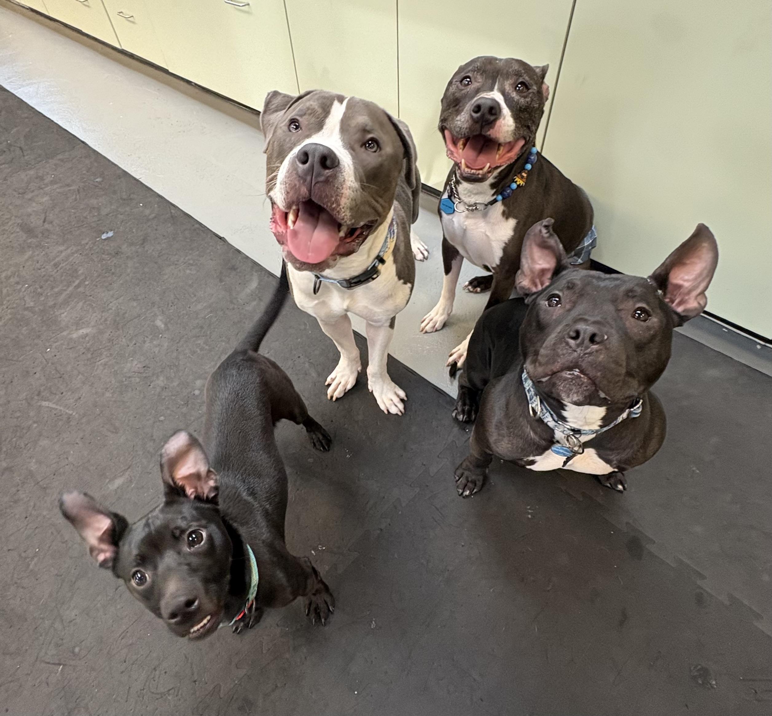 Enlarge PJ, a ADOPTABLE American Bully in Cleveland, OH image 3/6