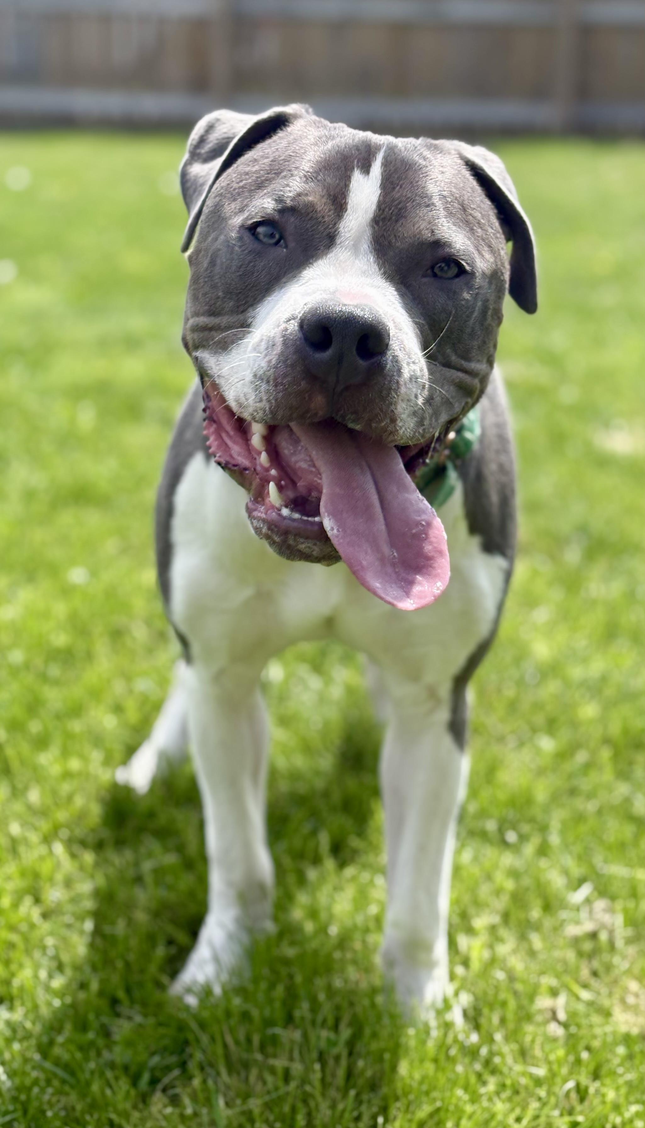 PJ, ADOPTABLE, Young Male American Bully.