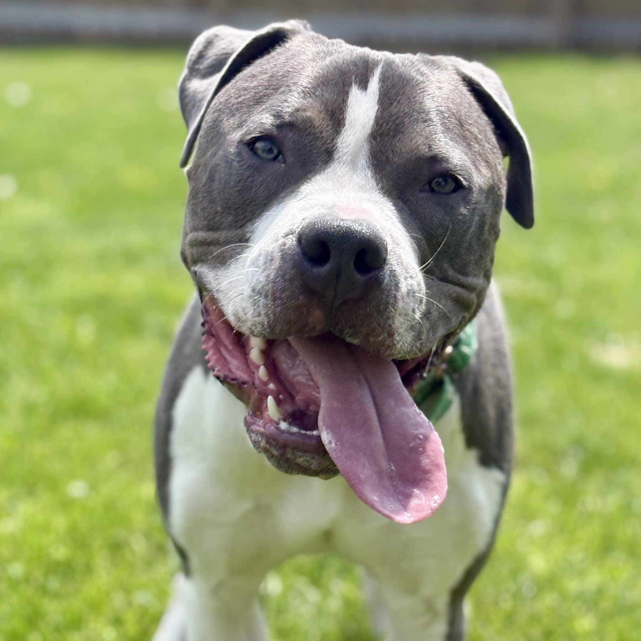 Enlarge PJ, a ADOPTABLE American Bully in Cleveland, OH image 1/6