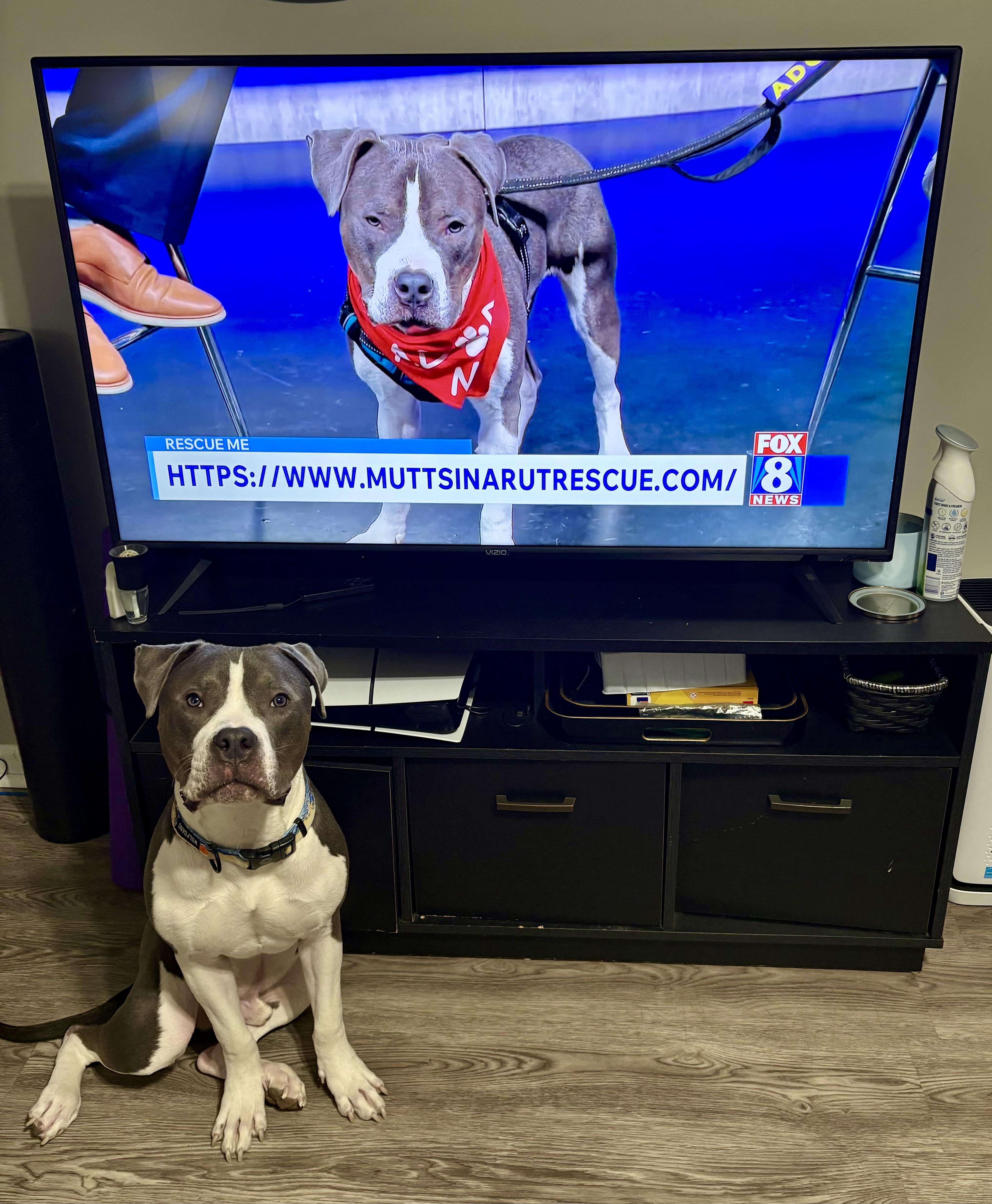 Enlarge PJ, a ADOPTABLE American Bully in Cleveland, OH image 4/6
