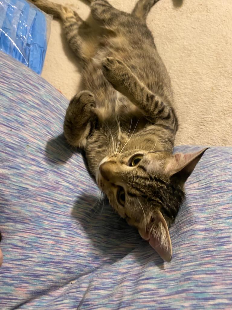 Melody, a Adoptable Domestic Short Hair in Oklahoma City, OK image 2/3