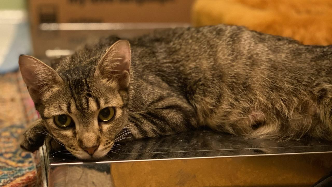 Melody, Adoptable, Adult Female Domestic Short Hair.