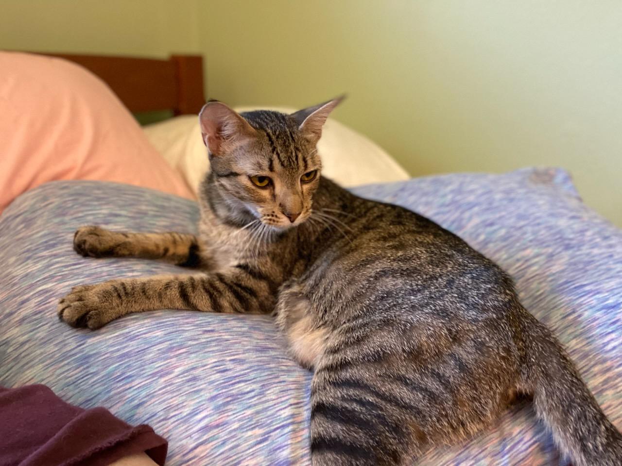 Melody, a Adoptable Domestic Short Hair in Oklahoma City, OK image 3/3