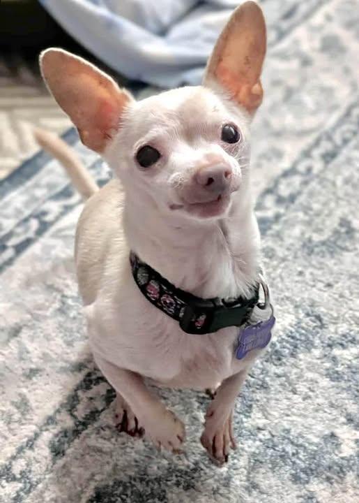 Frisbee, Adopted, Adult Male Chihuahua.