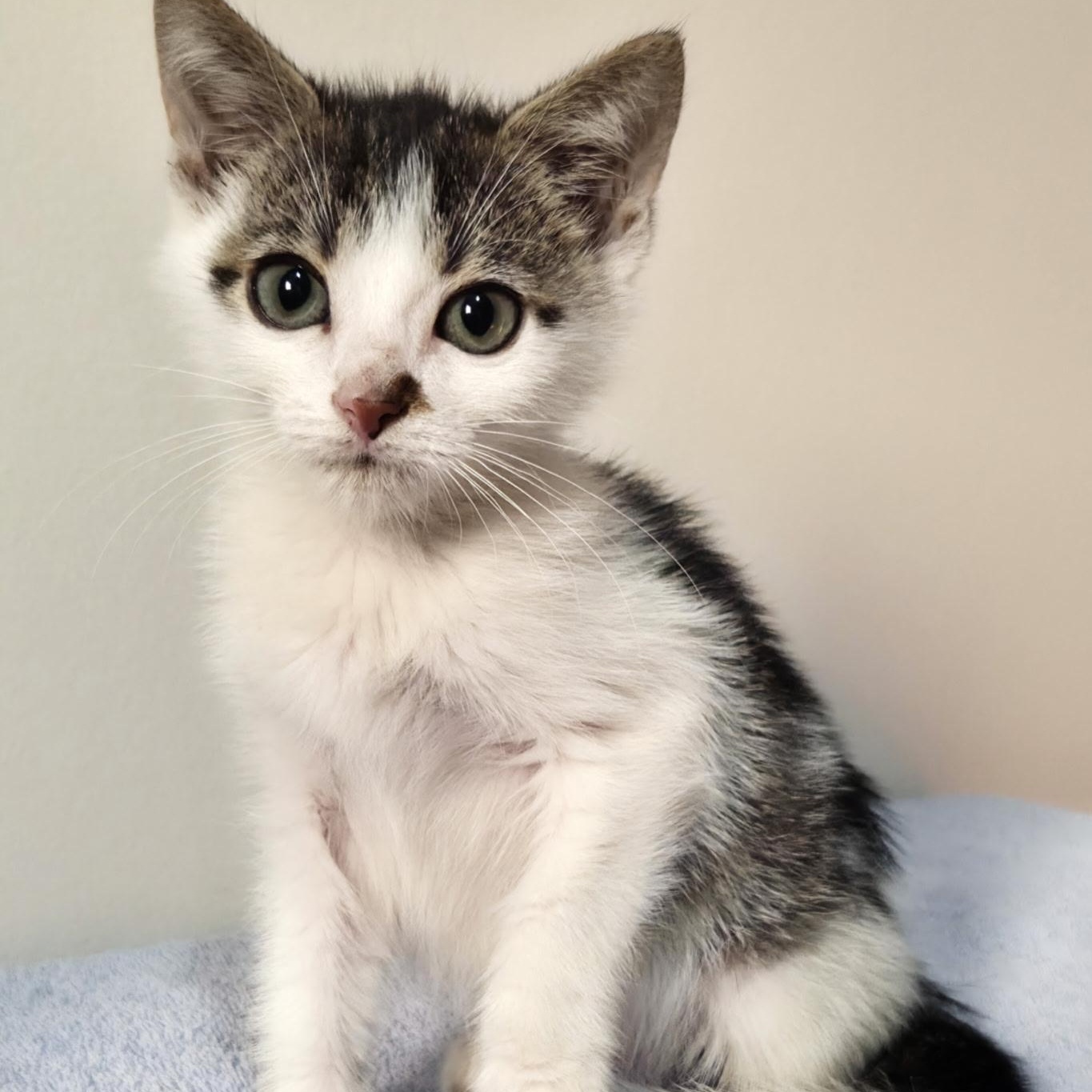Kitsune -Preadoption ONLY, Adoptable, Kitten Male Domestic Short Hair.