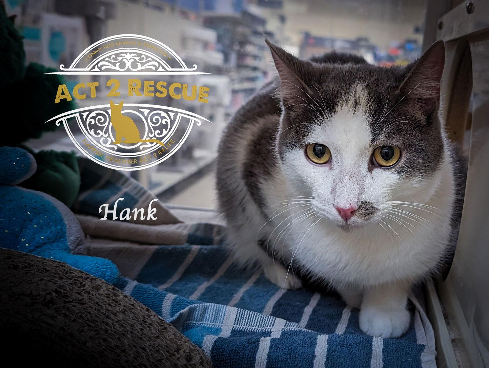 Hank 2, a Adoptable Domestic Short Hair in Riverside, CA image 1/3