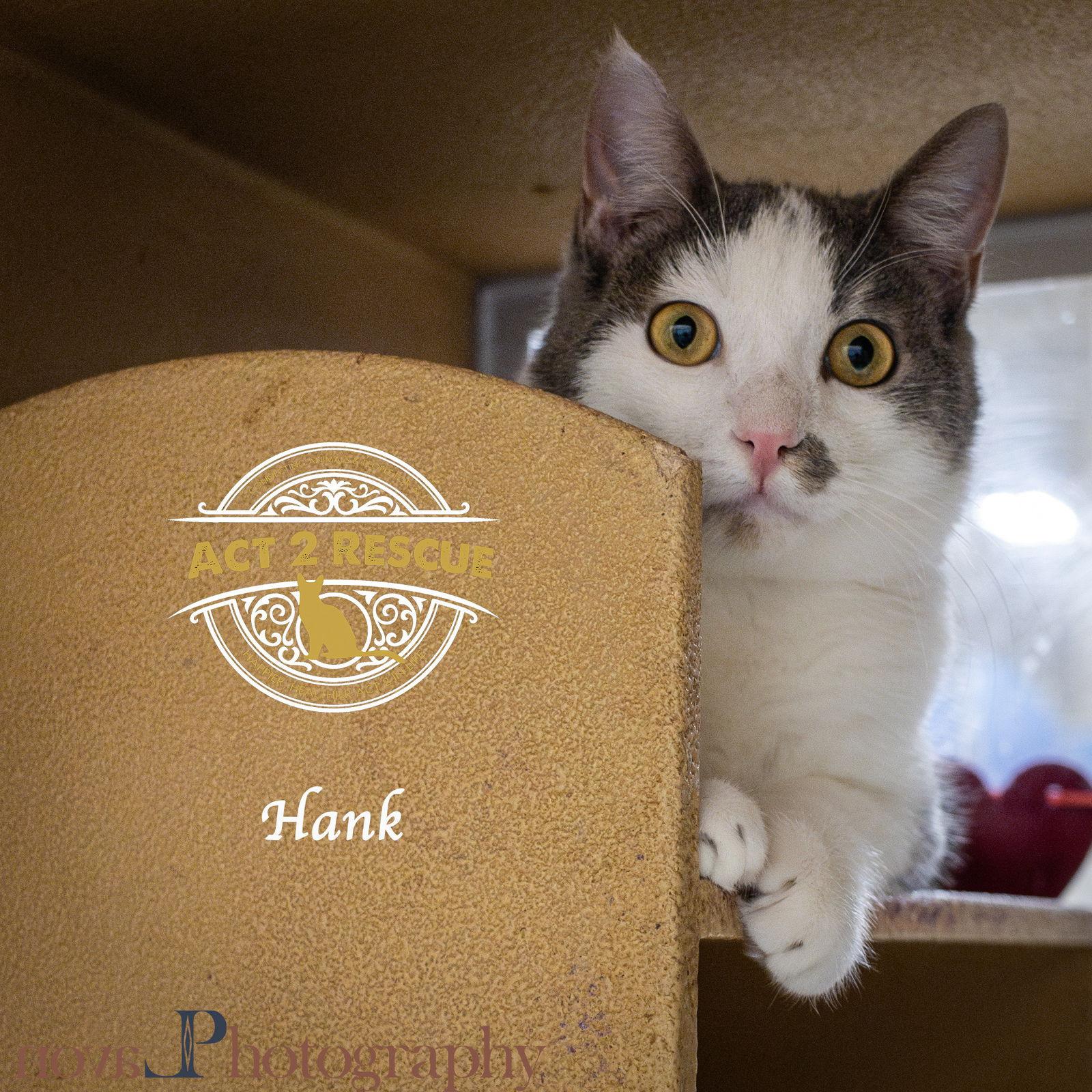 Hank 2, a Adoptable Domestic Short Hair in Riverside, CA image 2/3