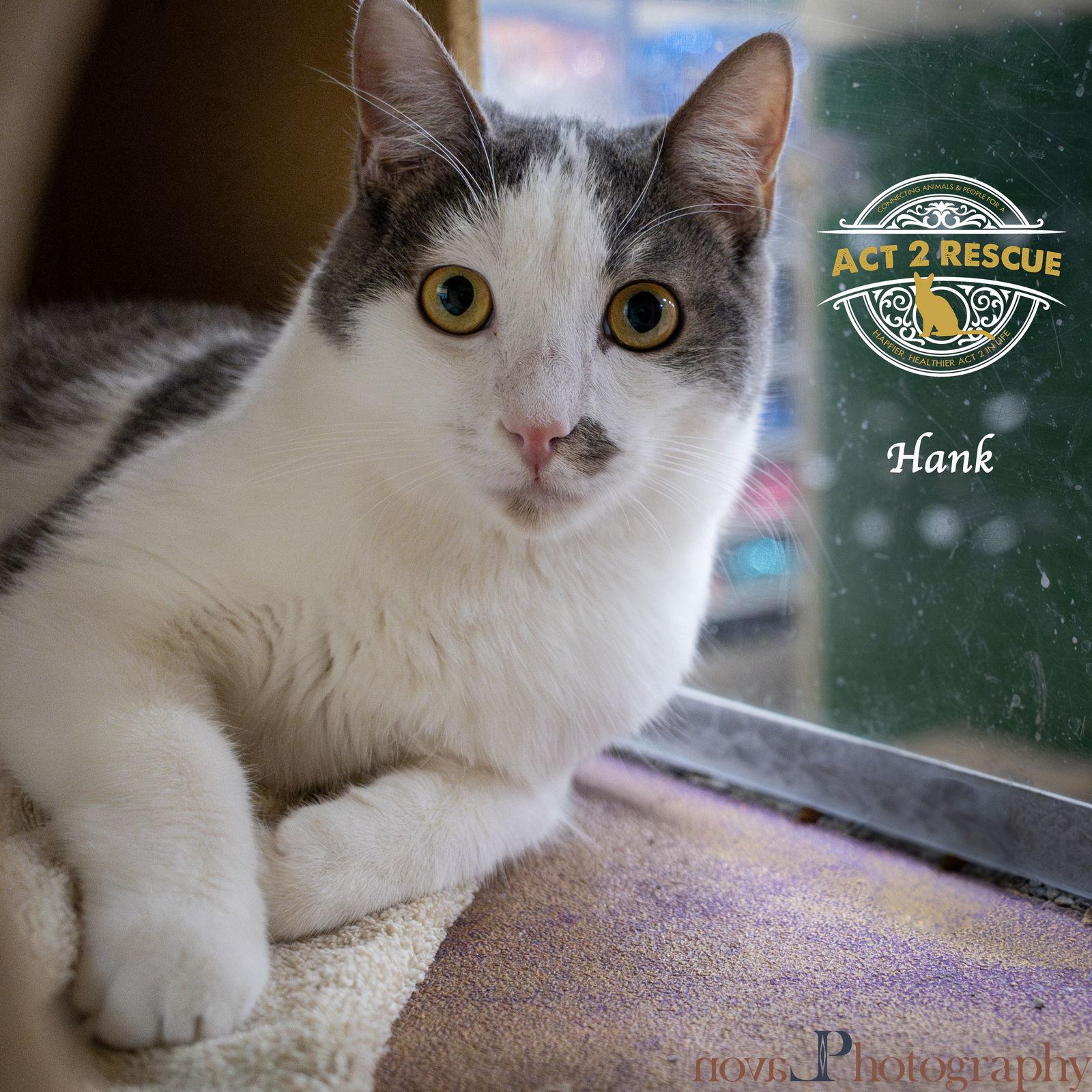 Hank 2, a Adoptable Domestic Short Hair in Riverside, CA image 3/3