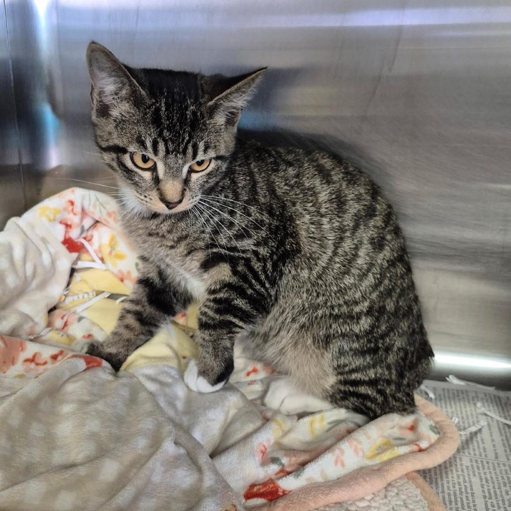 Ollie, Adoptable, Young Male Domestic Short Hair & Domestic Short Hair.