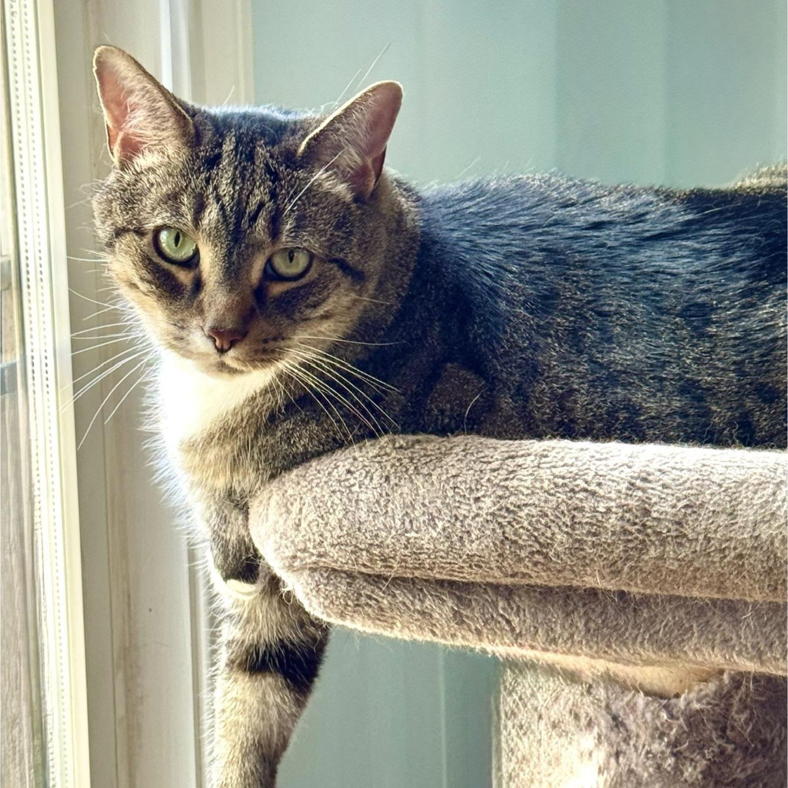 Mickey, an adoptable mixed breed in Wells, ME image 4/5