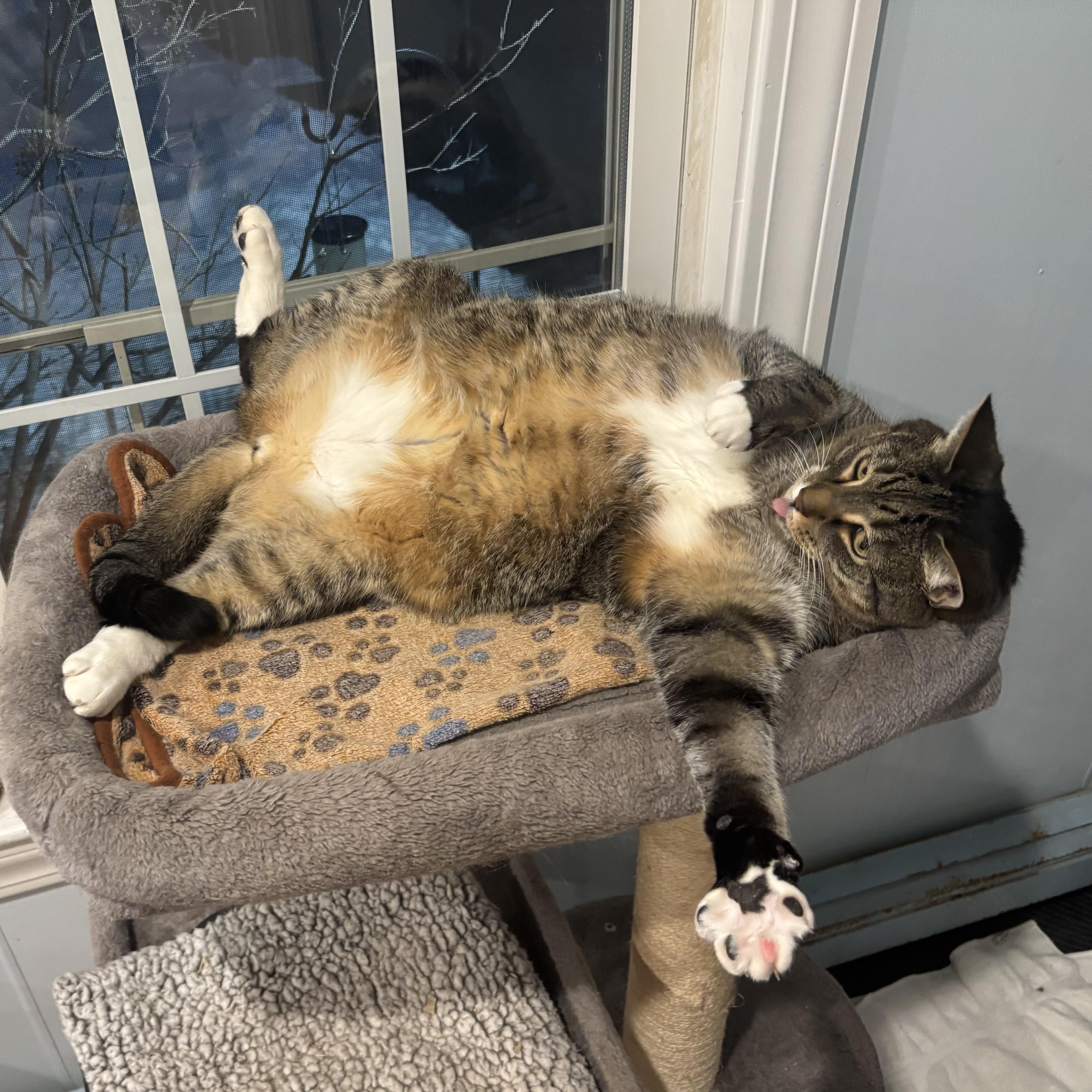 Mickey, an adoptable mixed breed in Wells, ME image 2/5