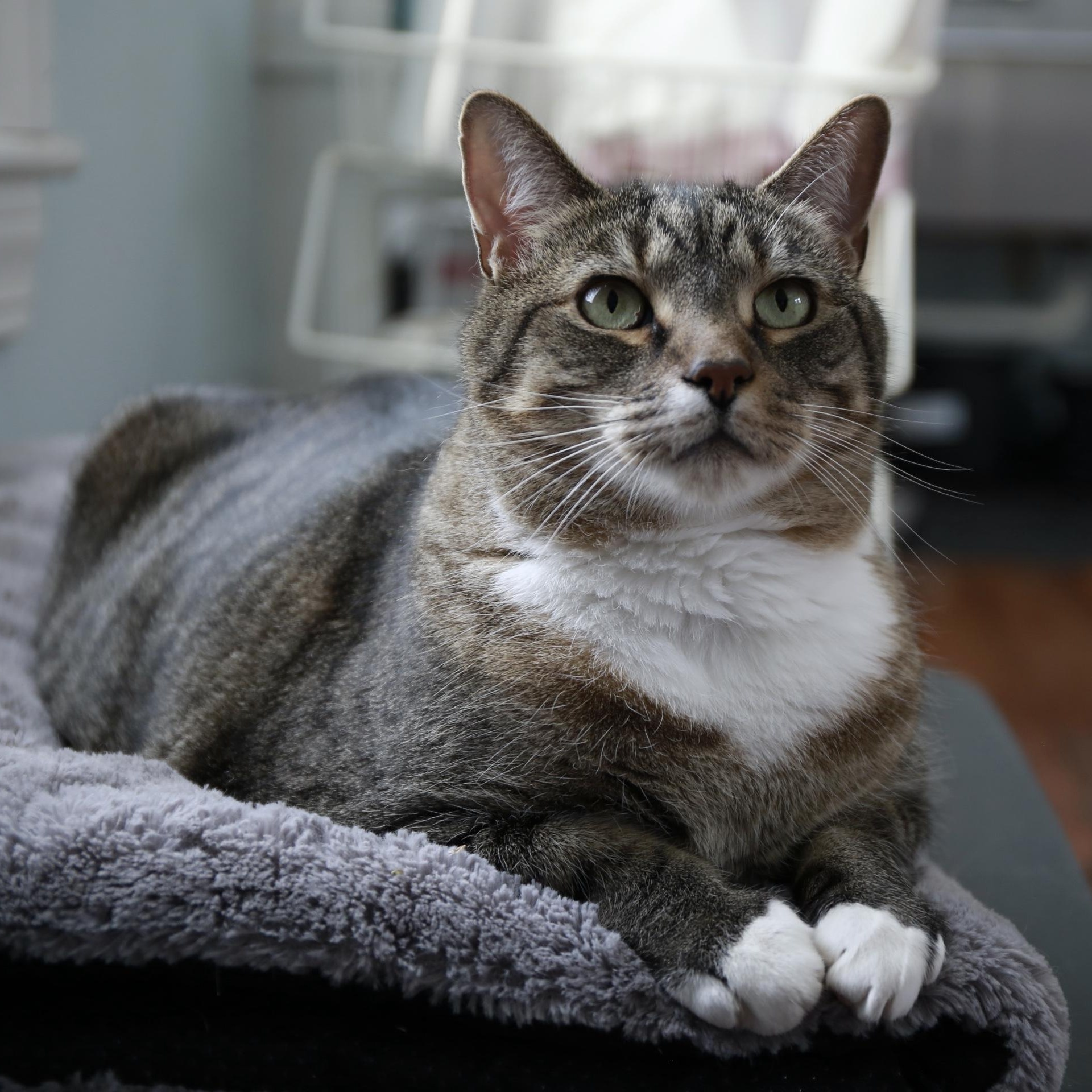 Mickey, an adoptable mixed breed in Wells, ME image 3/5
