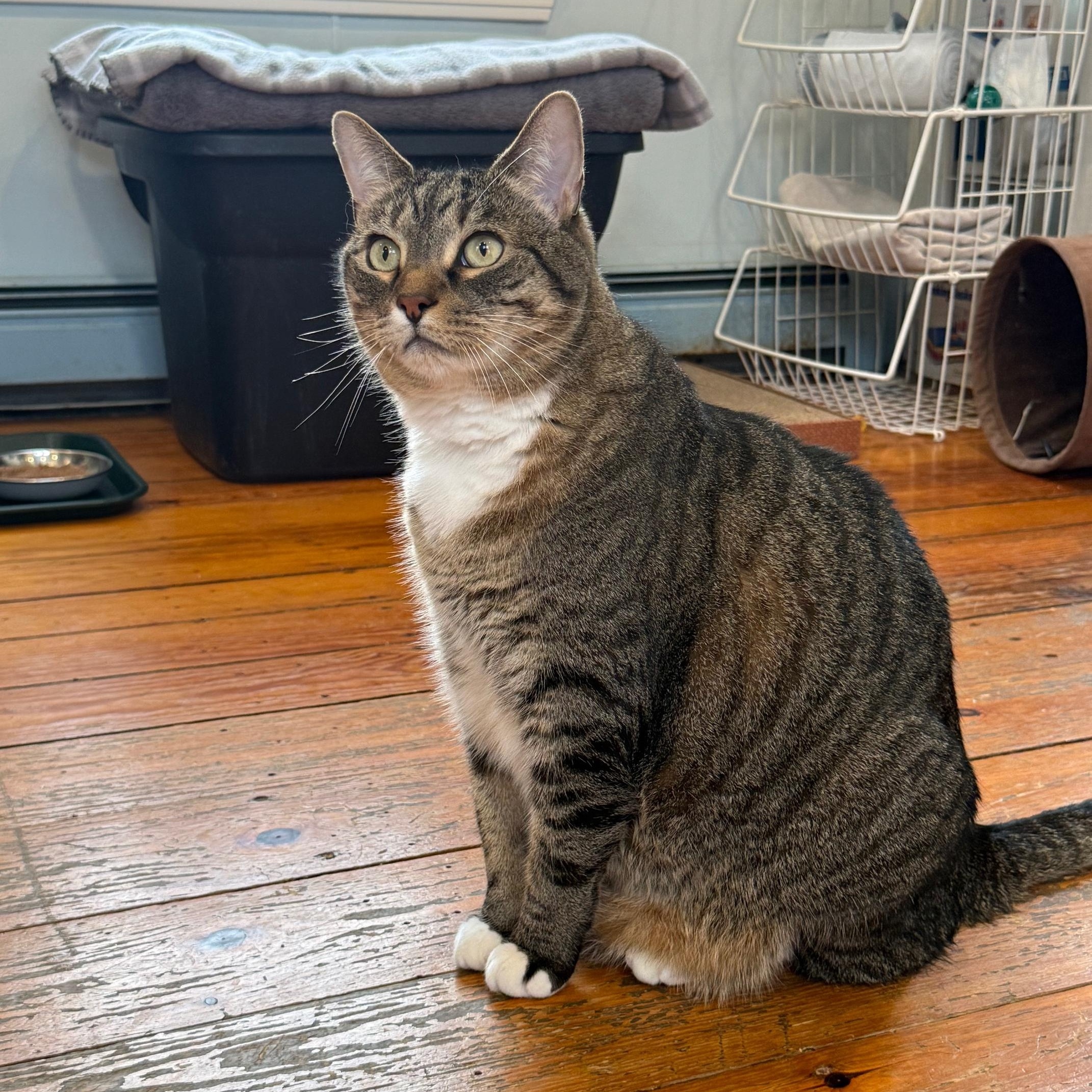 Mickey, an adoptable mixed breed in Wells, ME image 5/5