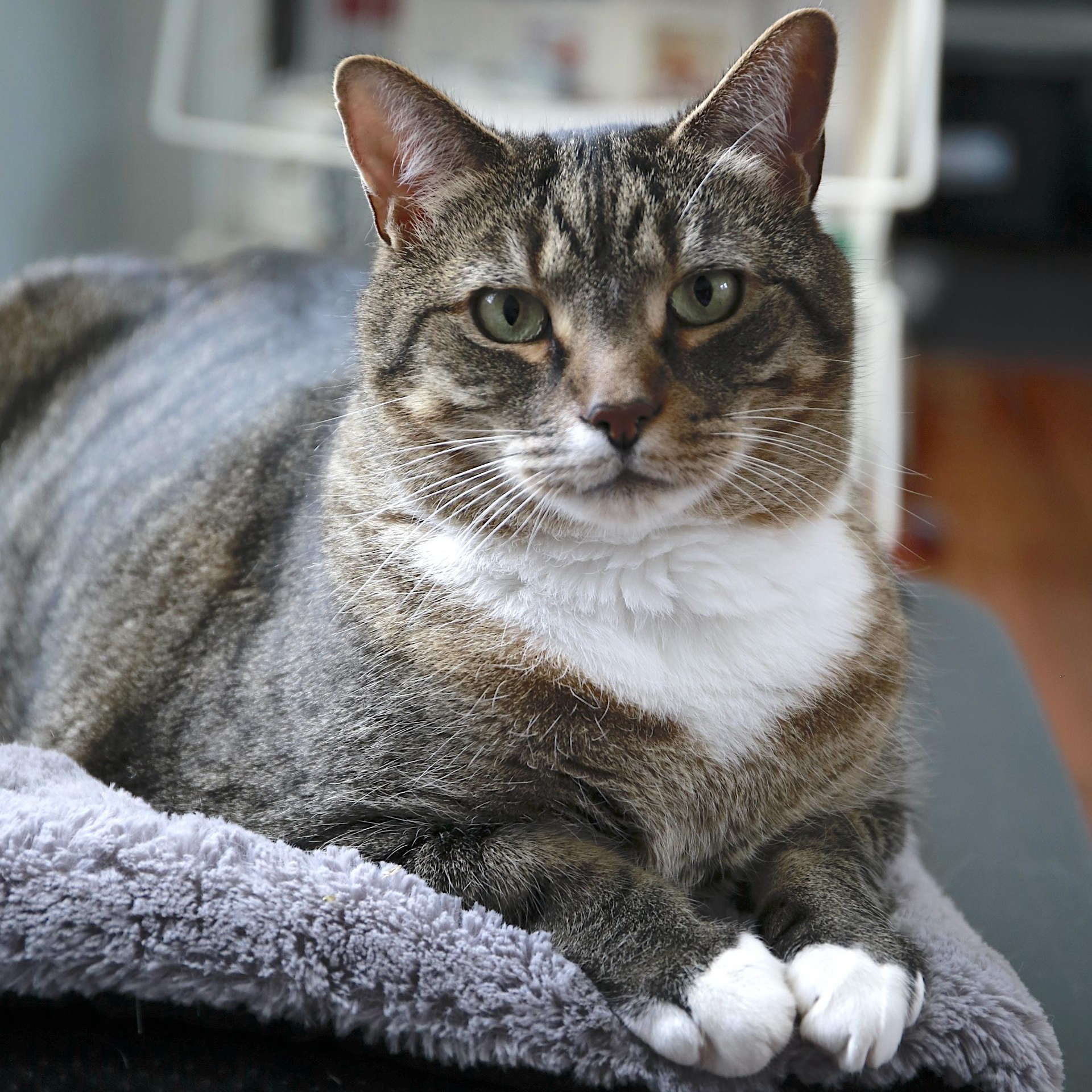 Mickey, adoptable, Adult Male Domestic Medium Hair & Tabby.