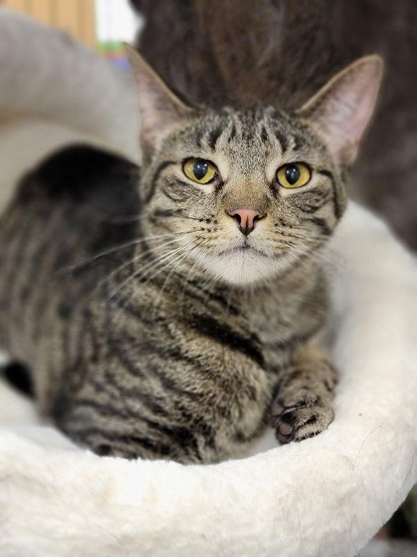 Cesar, a Adoptable Domestic Short Hair in Niles, MI image 2/3