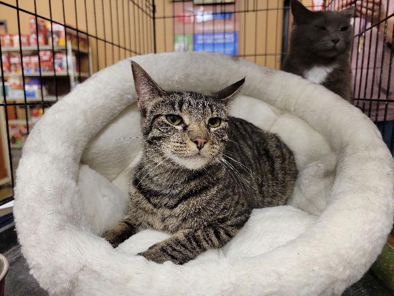 Cesar, a Adoptable Domestic Short Hair in Niles, MI image 3/3
